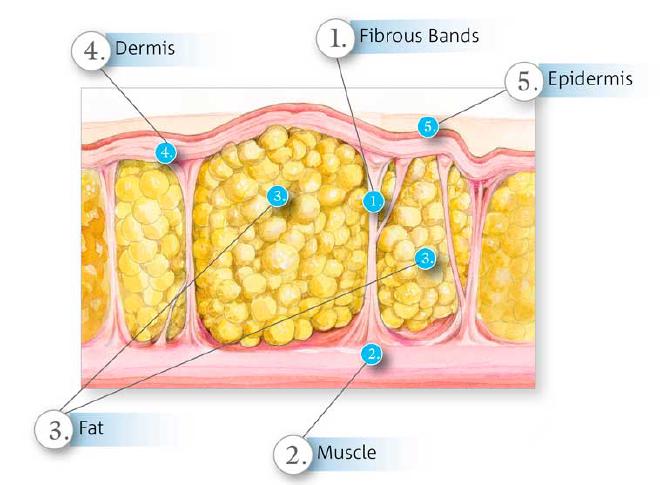 /7efe0dc1-skin-diagramx1_8182109380200886509.jpg